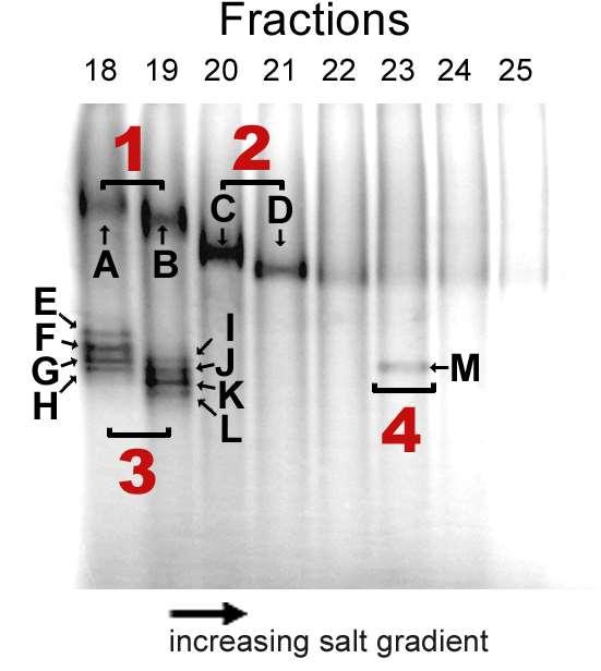 Native electrophoretic separation of radioactive fractions 18-25.