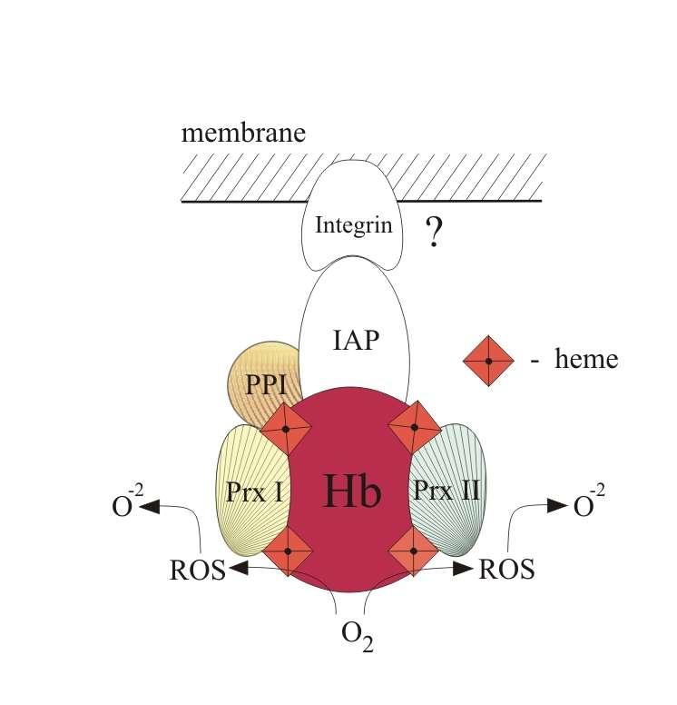 Radioaktivní frakce z chromatografie děleny ELFO a jednotlivé bandy naštěpeny a analyzovány MS Hb hemoglobin (α, β1, β2, δ