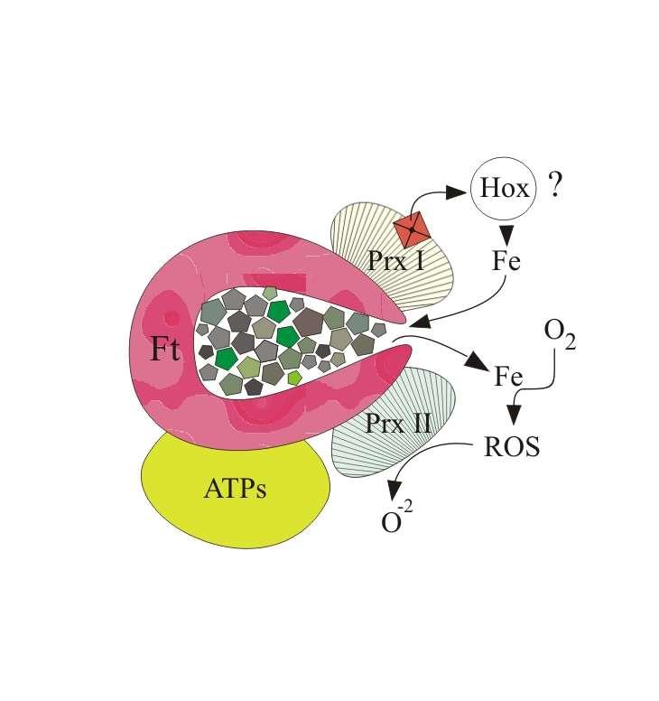 Ft ferritin Prx I peroxiredoxin I Prx II