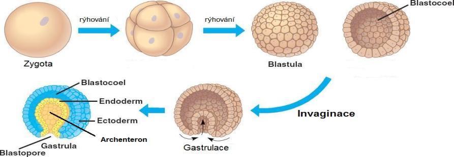 Vznik trávicí soustavy - u předka Eumetazoí, poprvé nachází u Ctenophora (trávicí dutina se otevírá dvěma otvory na apikálním pólu a Cnidaria