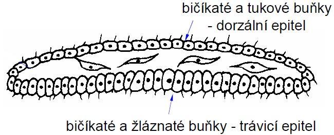 Vznik trávicí soustavy - u předka Eumetazoí, poprvé nachází u Ctenophora a Cnidaria - 2 hypotézy: 1.