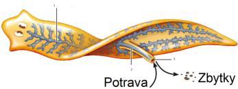 otvorem do vnějšího prostředí (Sac-shaped intestine) -