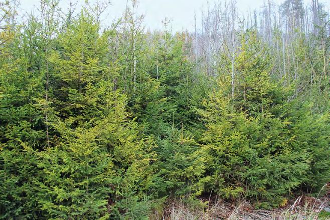 Obr. 2: Přirozená obnova smrku o hustotě 45 000 jedinců na hektar a horní porostní výšce 5 m.