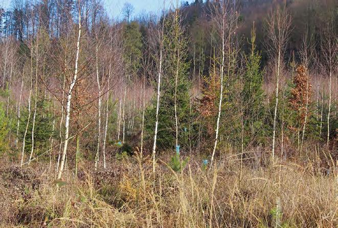 Obr. 4: Smrk z přirozené obnovy na kalamitní holině.