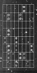 Každá zkoumaná sekvence byla značena v oddělené RT PCR, poté byly připravené sekvence smíchány a hybridizovány na mikročip.