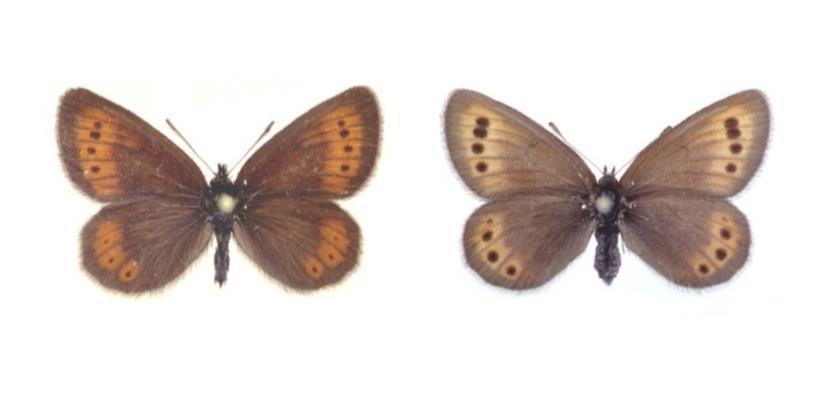 XII. lepidopterologické kolokvium Program a sborník abstraktů