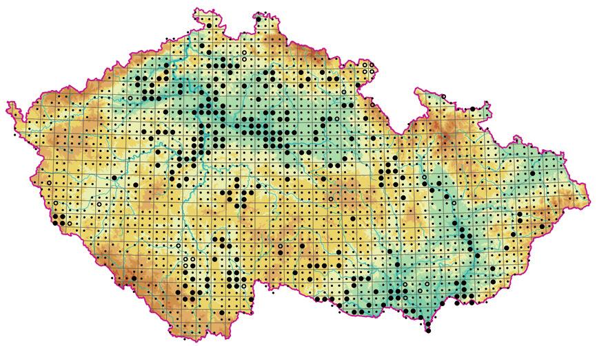Phragmition australis Obr. 207.