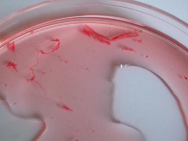 Lactobacillus, Caulobacter,
