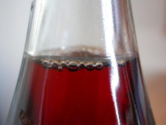 corylophilu, Paecilomyces