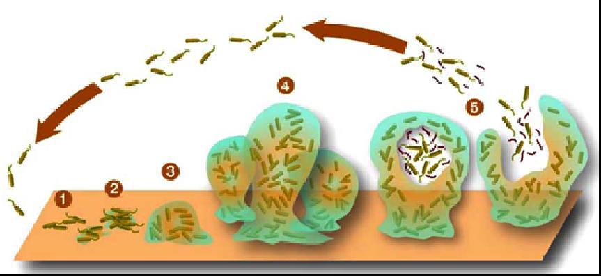 : Cell surface characteristic of Asaia bogorensis