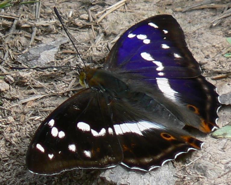 Iridescence Fyzikální jen lom světla Není zkažený výrobek Nedůvěra spotřebitelů
