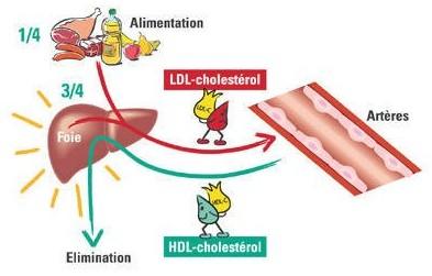 Poruchy metabolizmu lipidů triglyceridy hlavní dodavatel energie v lidském organizmu lipoproteiny - nosiče HDL high density