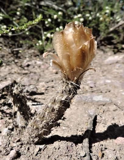 a Pterocactus tuberosus,