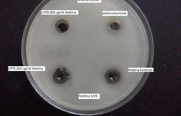 Hydrogel a LPPOs experimentální část Hydrogel želatiny v koncentraci 0.