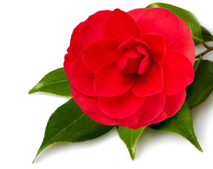 Camellia MOTIV: STYLIZACE KVĚTINY 6106 63/ Červená Přívěsek Ag 925/Rh S: 33 x 20 mm, L: 45 cm S: 1,3 x 0,8, L: 17,7