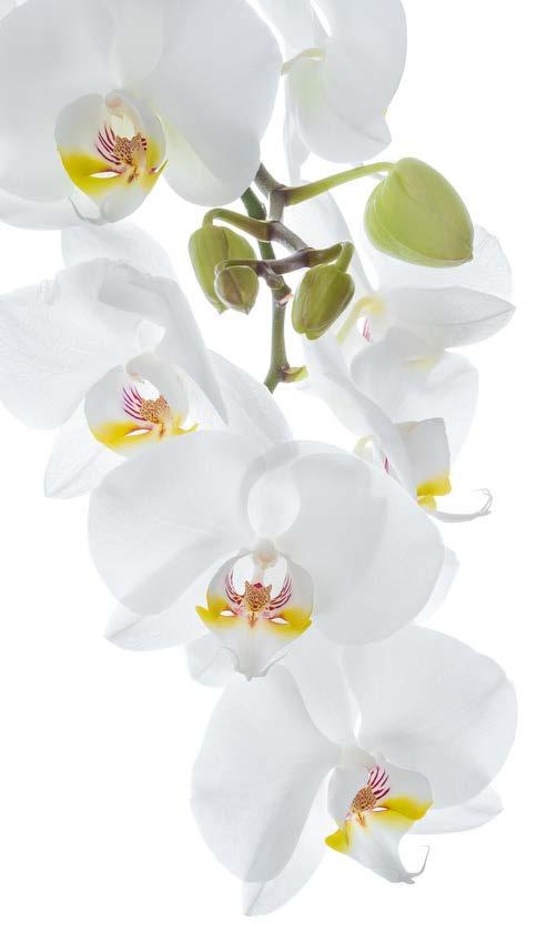 Orchid MOTIV: STYLIZACE KVĚTINY 6092 00/ Krystal Náhrdelník Ag
