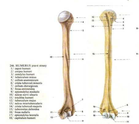 Fossa radialis je jamka vpředu nad capitulum humeri, fossa coronoidea je jamkou nad trochleou a při ohnutém loketním kloubu do ní zapadá processus coronoideus ulnae.