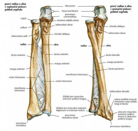 Obrázek 2. Pravý radius a ulna (Netter, 2012, 422). 3.