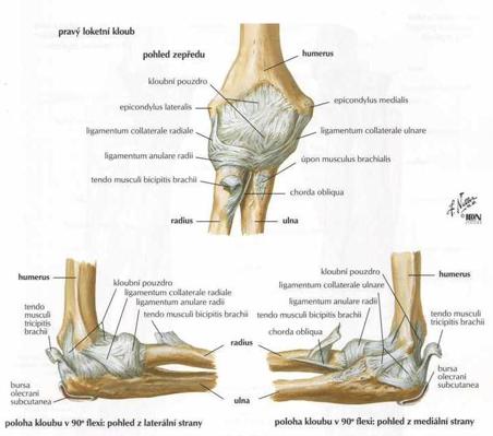 Mezi další vazy loketního kloubu se řadí ligamentum anulare radii, tvořící prstenec, který podchycuje krček radia a je připojen k ulně a ligamentum quadratum, které tvoří distální zakončení pouzdra