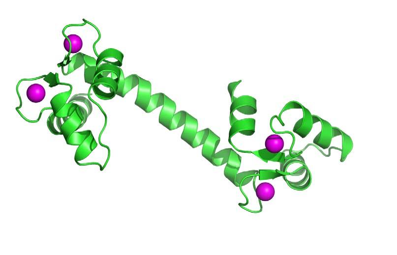 Obr. 6. Krystalová struktura kalmodulinu (zobrazen zeleně) s navázanými kalciovými ionty (zobrazeny fialově), PDB kód 3CLN (Babu, Bugg et al. 1988).