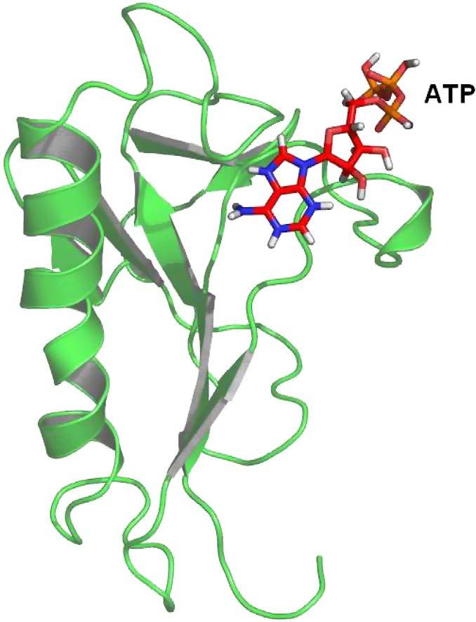 Obr. 16. Molekulární model C- konce TRPV1 (sekvence aminokyselin Ala 682 Thr 801) s molekulou ATP.