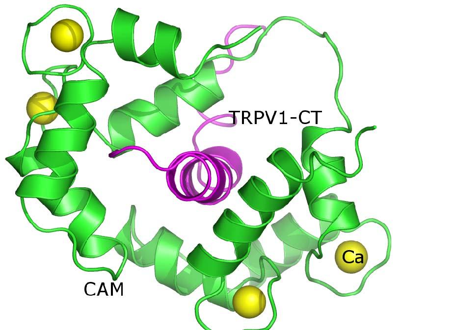 myosinu (myosin light chain kinase - MLCK) (Ikura, Clore et al. 1992) nesoucí 1-8-14 konzervovaný motiv, která vykazovala nejvyšší sekvenční homologii. Obr. 20.