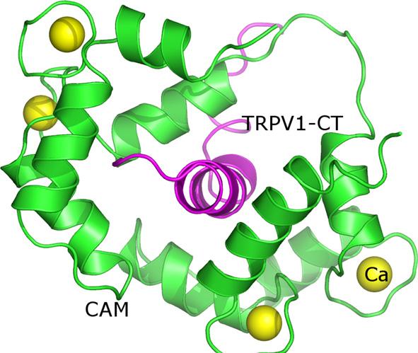 682 L. Grycova et al.