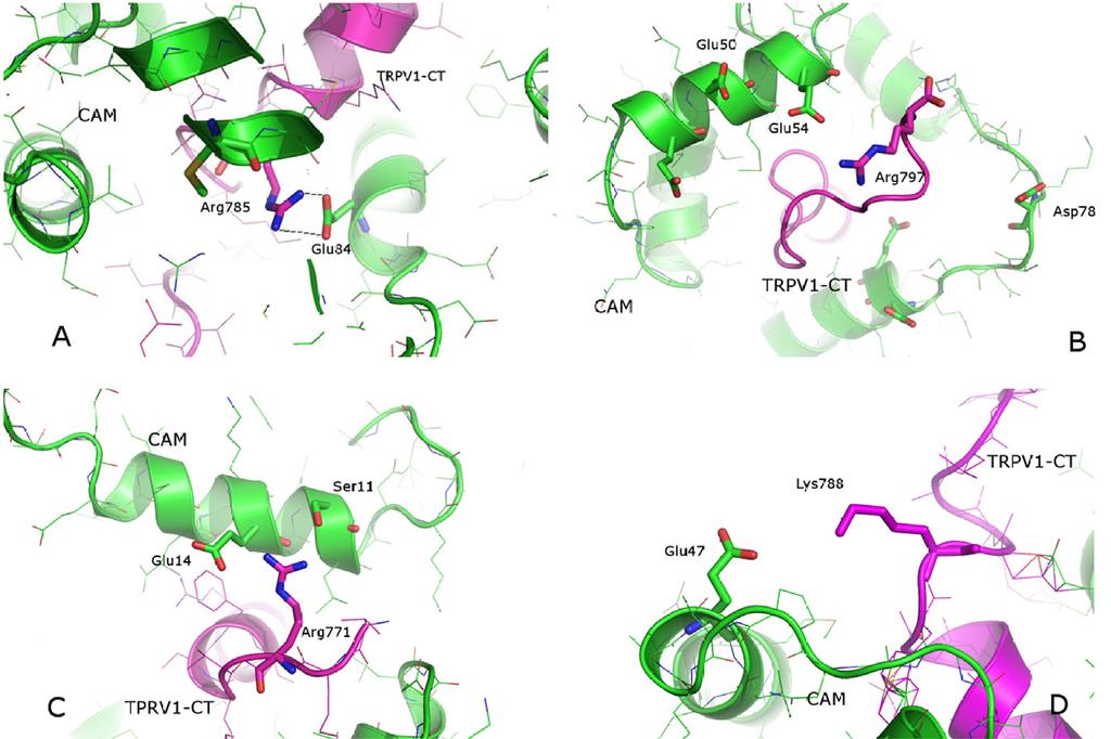 L. Grycova et al. / Biochemical and Biophysical Research Communications 375 (2008) 680 683 683 Fig. 4. Possible key interactions between TRPV1-CT and CaM.