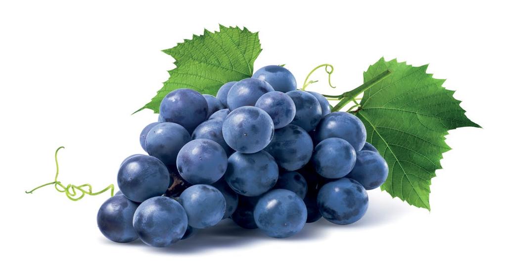 RŮŽOVÁ VÍNA Cuvée Rosé 0,75 l 330 Kč polo Víno je sytější barvy z důvodů delší macerace na slupkách, čímž byla získána intenzivní ovocná chuť třešní a malin.