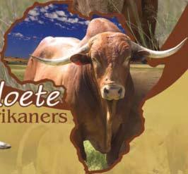 Skot, kter se u nás nepase V tomto ãísle Zpravodaje jsem se zamûfiila na africké masné plemeno Afrikaner.