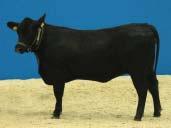Plemeno Aberdeen Angus Jalovice ve stáří 12 24 měsíců Národní