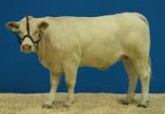 Plemeno Charolais Jalovice ve stáří 12 24 měsíců