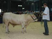 , Meziboří Mladí býci vybraní v roce 2011 o ZTI 846