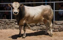 ZDB ZAA 875 ZD Brloh 74 bodů BLONDE d