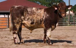Miroslav, Mírovka 76 bodů HEREFORD