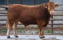 Ročov 88 bodů CHAROLAIS TIBOR Z BORU