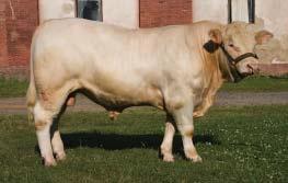 79 bodů MASNÝ SIMENTÁL TORO Z LEŽNICE