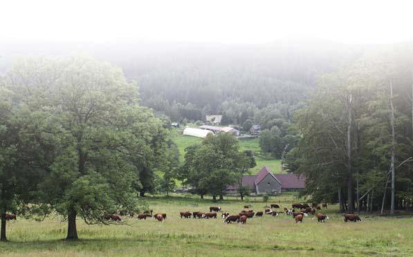 Jak se Ïije ãesk m chovatelûm masného skotu Zdravím v echny chovatele a ostatní ãleny Svazu, léto je za námi a s ním i náv tûva dal ích chovû, které bych Vám v tomto ãísle ráda pfiedstavila.