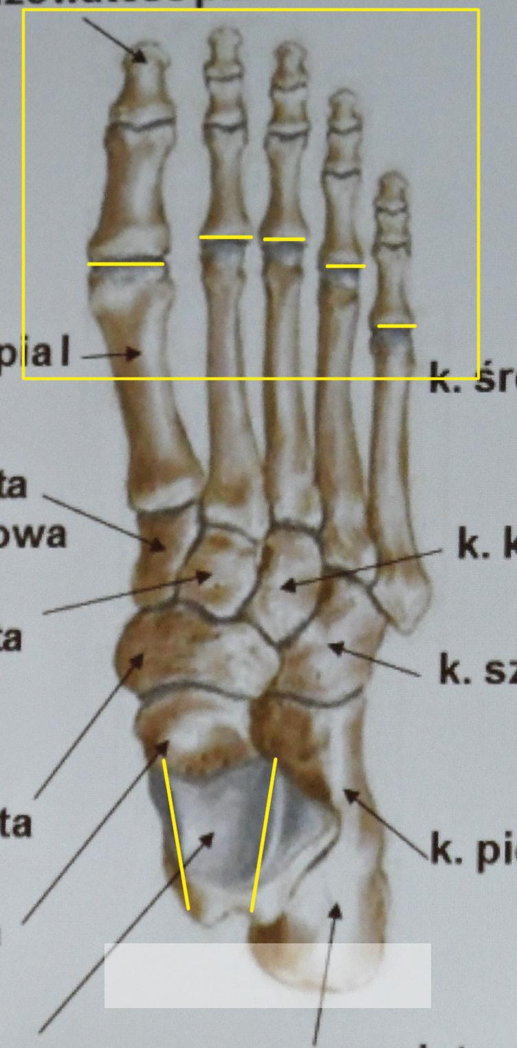 Trochlea tali Fig. 7: The skeleton of the foot (the picture taken from an anatomy book Website). Frontal part is loaded especially in region of metatarsal phalangeal joints.