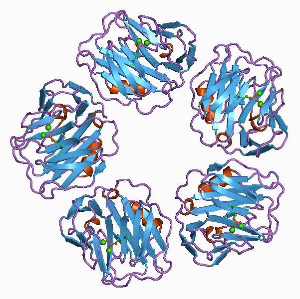 C reaktivní protein (CRP) Název: 1930 dle schopnosti navázat se na C-polysacharid Streptoccocus pneumonie.