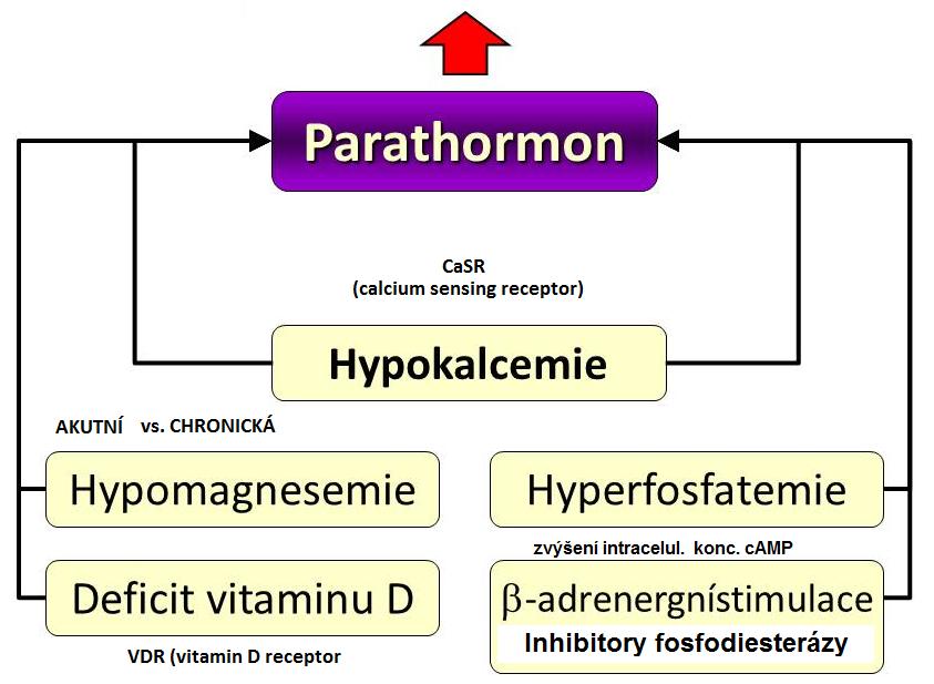 PTH řízení sekrece Veselý O.