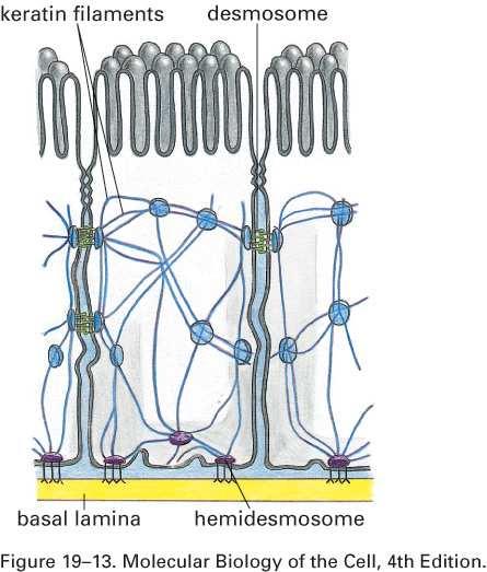 Desmosomy a