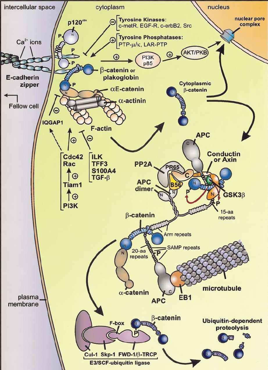 Regulace komplexu E-kadherinE kadherin/kateninkatenin a mechanismy degradace beta-kateninu u epiteliáln lních buněk Ca2+ stabilizuje dimery E-kadherinu,, ten se váže v cytopl.