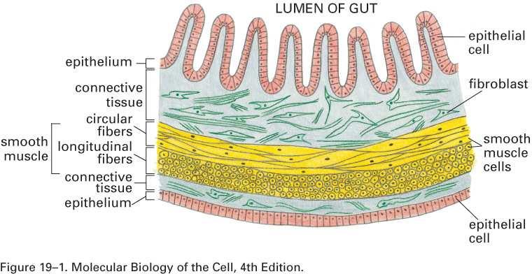 Příčný řez částí stěny střeva Každá tkáň je organizovaným seskupením buněk držených pohromadě buněčnými