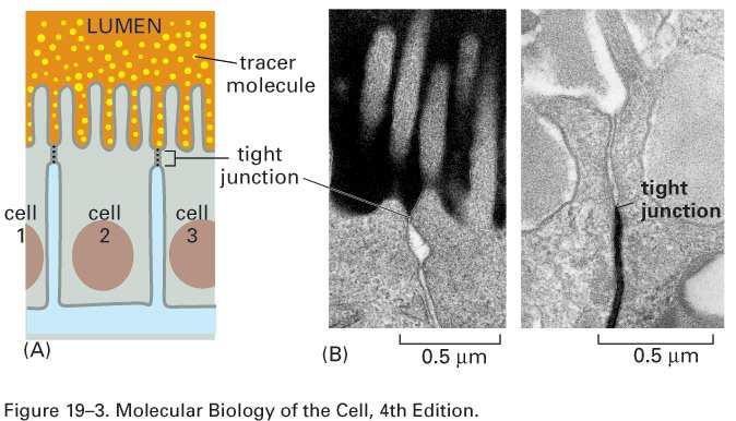 Těsná spojení slouží v epitelech