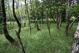 a čas (relativně novodobě také člověk). Lesní půda je taková, která vzniká ve specifickém suchozemském prostředí, pro které je typický rozvoj rostlin stromovitého vzrůstu (dřeviny).