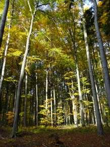 Lesníci kotlíky uměle zakládají a tím les věkově a druhově rozrůzní, ale také chrání stanoviště (včetně půdy) před vnějšími vlivy tím, že