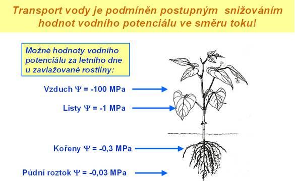 (bez toku celého roztoku) je velice pomalý. Následuje osmoticky podmíněný přesun vody z okolního parenchymu do cév a tím i zvyšování tlaku v cévách, někdy až na hodnotu 0,02 MPa.