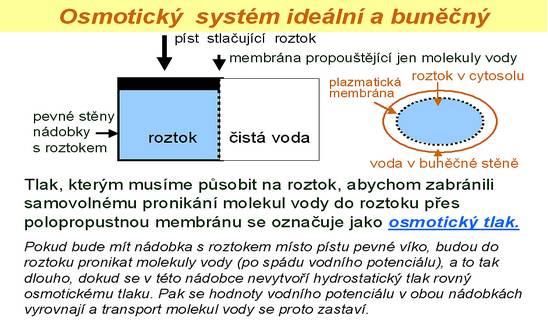 Čím vyšší je vnitrobuněčný, hydrostatický tlak v buňkách (označovaný též jako turgorový tlak či turgor), tím vyšší hodnotu má i chemický potenciál vnitrobuněčné vody.