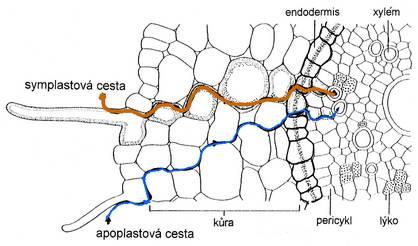 prostory, a symplastová cesta, kdy voda vstupuje do cytoplazmy a pokračuje v dalším pohybu pouze v symplastu: Schema symplastové a apoplastové cesty transportu vody a rozpuštěných látek v kořenových